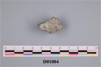 藏品(苔蘚蟲)的圖片